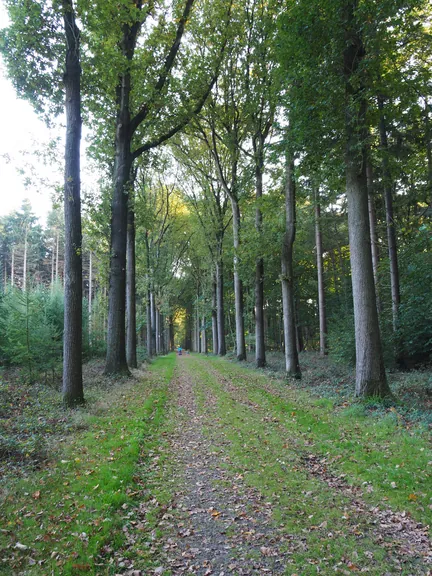 Vagevuurbos an Lippensgoed-Bulskampveld (Belgium)